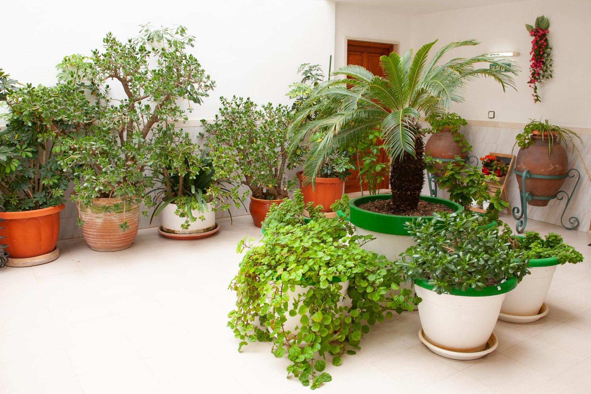 Atalaya Bosque Apartamentos Peguera Bagian luar foto
